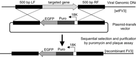 FIG. 1. Site-speciﬁc integration of the 18Kprom-Puro-EGFP cas-sette into the FV3 genome