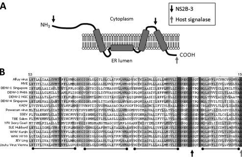 FIG. 1. NS4A membrane as described by Miller et al. (15). NS4A is cleaved from the viral polyprotein at the N terminus and at the C terminus upstream of the2K transmembrane region by NS2B-3 (cytoplasmic face, indicated by the black arrow)