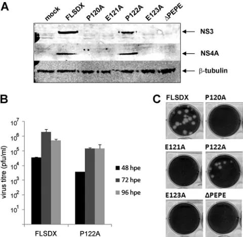 FIG. 2. Alanine mutants within the PEPE motif abolish replication-tubulin. (B) Tissue culture ﬂuid samples at each time pointKUNmutagenesis, or the region was deleted entirely (transcribed and electroporated into BHK cells, and tissue culture ﬂuidand prote