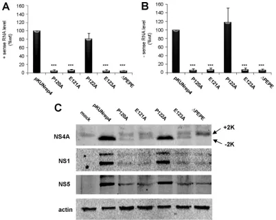 FIG. 3. Mutations in the PEPE region affect WNVKUNmutant plasmids and placed under puromycin selection (5extracted and analyzed for sense (A) and antisense (B) viral RNA levels using qPCR and compared to the internal control RPL13A