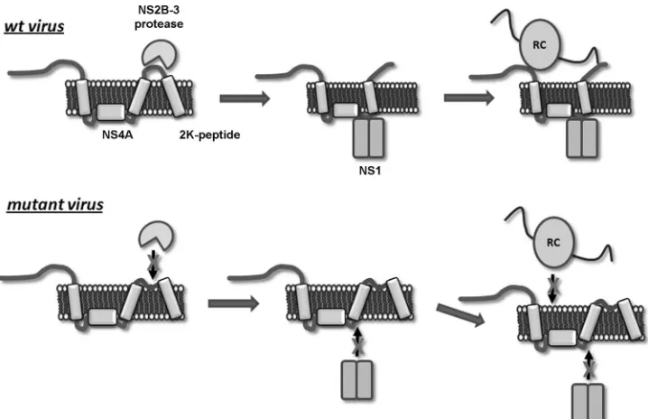 FIG. 7. Mutations in the PEPE region of NS4A inhibit NS2B-3 binding, cleavage, and subsequent replicative function