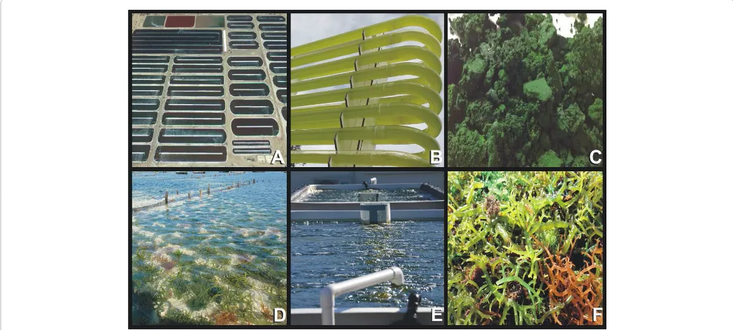 Figure 3: Microalgae and Macroalgae. (A) microalgae high rate pond cultivations of Spirulina (Earthrise farms in California USA) [65]; (B) microalgae cultivated in photobioreactors (example depicted is LGem tubular system at Solar Biofuels Research Centre, Australia) can have higher yields for specialty bioproducts[66]; (C) freshly harvested microalgal biomass[66]; (D) macroalgae coastal cultivations of Kappaphycus [67]; (E) macroalgae cultivation of Ulva in open ponds  can be scaled to large ponds on land [68]; (F) freshly harvested macroalgal biomass [67].