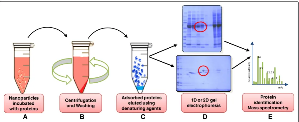 Figure 3 Schematic representation of the commonly used strategy to isolate and identify surface adsorbed proteins, whenremoval of unbound proteins followed by repeated washing of the NP-protein pellet is important for isolation of the(sodium dodecyl sulpha