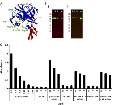 FIG. 1. Validation of rFX protein. (A) Ribbon diagram of the FX serine protease-epidermal growth factor 2 (EGF2) domains (1HCG; AccelrysViewerLite software) (10)