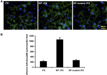 FIG. 4. Critical role of the heparin binding proexosite in the FX SP domain in Ad5 cell binding ex vivoincubated with 2quantiﬁed using ImageJ counting software