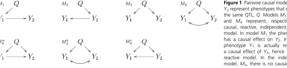 Figure 1 Pairwise causal models.Y Y1 and represent phenotypes that co-map to