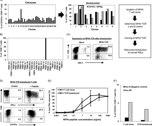 FIG. 3. Production of SARS-speciﬁc TCR-redirected T cells. (A) Isolation of NP44-speciﬁc T cell clone