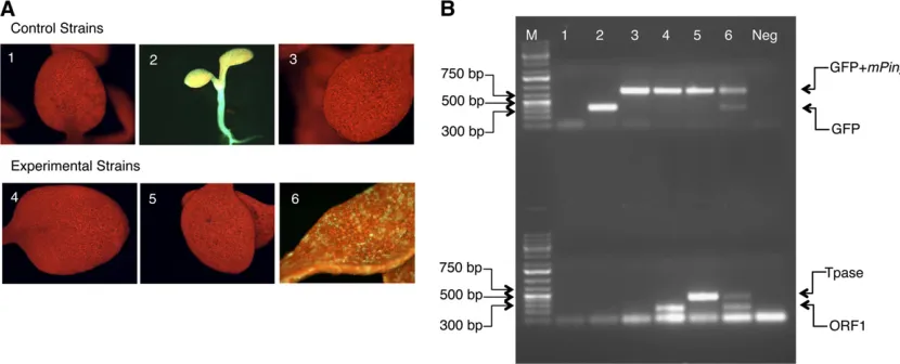 Figure 2 Visualizing the genotype and phenotype of Arabidopsis seedlings. (A) Images of A
