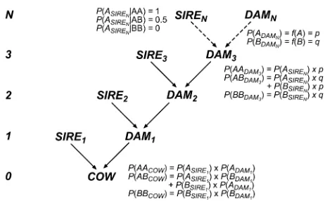 Figure 1 Graphical representation of the pedigree structure used in theprobability andcalculation of genotype probabilities