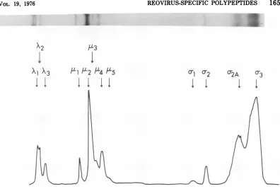 FIG.2.50107resiscytoplasmicmicrodensitometer pgCi Electrophoresis of immunologically precipitated viral polypeptides on Tris-glycine gels