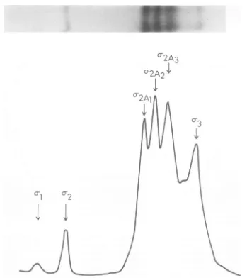 FIG. 3.107cytoplasmicdescribed Autoradiogram and microdensitometer tracing ofthe small-sized (o-) polypeptide region