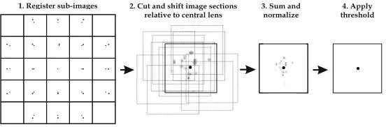 Fig. 6. Imaging of particles P1through the lens array. The object height equals lens pitch p