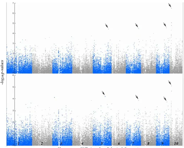 Figure 2 Results of GWAS showing the signiassociations (arrows) with HTR (top) and HR LES (bottom).The vertical axis indicates thethe horizontal axis indicates chromosomes and physicalﬁcant SNP –log10 of P-value scores, andmap positions of SNPs.