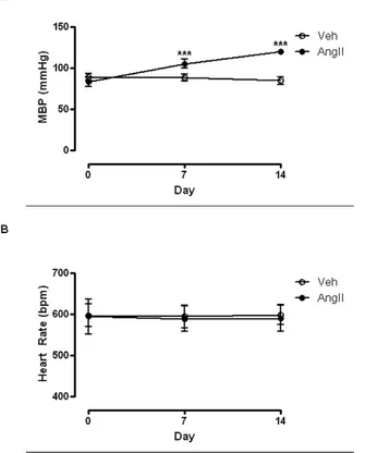 Figure 1. AngII infusion increases mean blood pressure in ApoE2pressure (MBP) in ApoE/2 mice