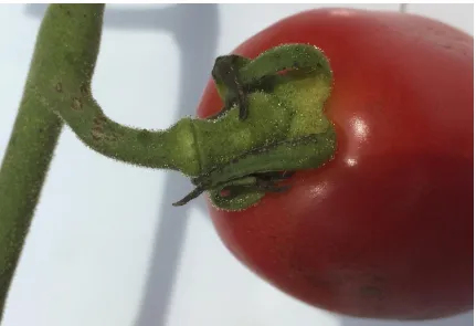Figure 1.2. Example of a jointed tomato pedicel 