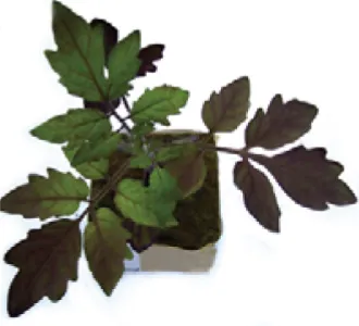 Figure 1.7: Solanum lycopersicum plant with atv gene.  