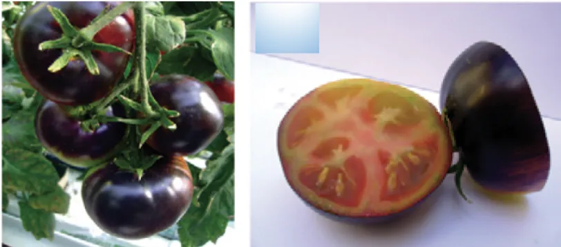 Figure 1.8: Solanum lycopersicum fruit with both Aft and atv genes 