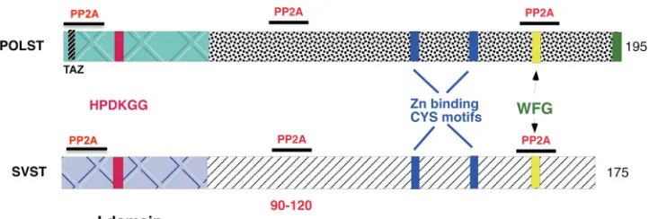 FIG. 1. Schematic representation of polyomavirus ST (POLST) and SV40 ST (SVST) protein structures with the main features indicated.