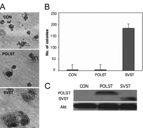 FIG. 4. Effect of STs on transformation measured by anchorage-independent growth. (A) HMECs that express hTERT, SV40 large T