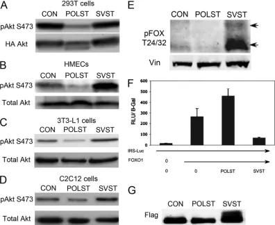 FIG. 6. ST effects on Akt signaling. (A) Effects of ST on Akt S473 phosphorylation. 293T cells were transiently cotransfected with HA-myr-Akt(HA-labeled myristoylated Akt) and pCMV-ST antigens