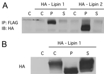 FIG. 9. Interaction of STs with lipins. (A) Interaction of ST withboth lipin 1 and lipin 2