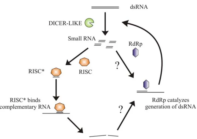 Figure 1 – Generalized RNA silencing pathway in plants.  A dsRNA is cleaved by a host RISC resulting in RISC* which can bind complementary RNA