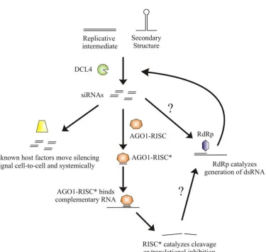Figure 2 – RNA silencing targeting RNA viruses in plants.  Primary source of dsRNA for DCL4 targeting is viral replicative intermediate or secondary structure