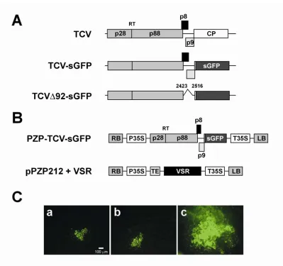 Figure 1 – Schematic of plasmid constructs and response to transcript inoculation on leaves expressing TCV CP