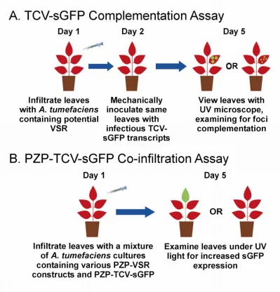 Figure 2 – TCV-sGFP complementation assay and co-infiltration assay.  A. A workflow schematic is presented of the TCV-sGFP complementation assay