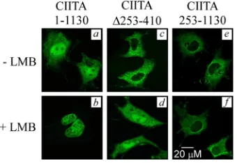 FIG. 3. The transcriptional activity of Tax-1 is not affected by itsinteraction with NF-YB