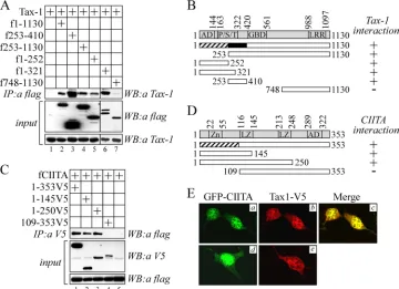 FIG. 5. Mapping of Tax-1–CIITA interacting surfaces and colocalization studies. (A) 293T cells were transfected with pTax-1 plasmid alone(lane 1) or together with vectors expressing ﬂag-tagged CIITA full-length 1-1130 or CIITA fragments 253-410, 253-1130, 1-252, 1-321, and 748-1130