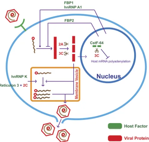 FIG. 2. Overview of the interplay between host factors and EV71replication. Virus binds to a cellular receptor, and the genome is