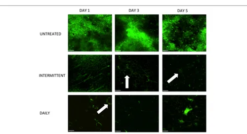 FIGURE 5 | Daily combinational treatment impacts bioﬁlm architecture by reducing total biomass