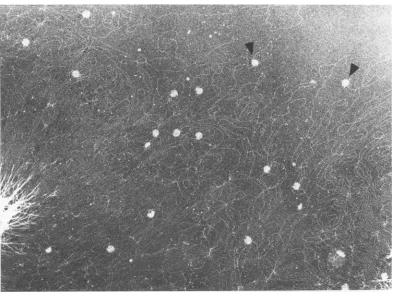 FIG. 8.andattachedcellsspread Demonstration of attached heads to the VFS-DNA. A sample ofgene 49-defective phage-infected was lysed at 30 min after infection by the polyethylene glycol-high salt procedure described in Materials Methods