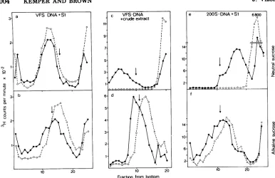 FIG. 2.Methods.amountgradientsT4-DNApositiontreatedandtreatedwere Treatment ofVFS-DNA or200S DNA with nuclease Sl or P49 containing crude extracts