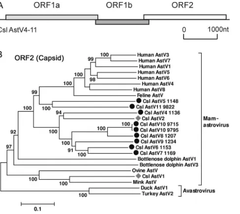 FIG. 2. (A) Genome organization of California sea lion astrovi-ruses (Csl AstVs). (B) Phylogenetic analysis of California sea lion