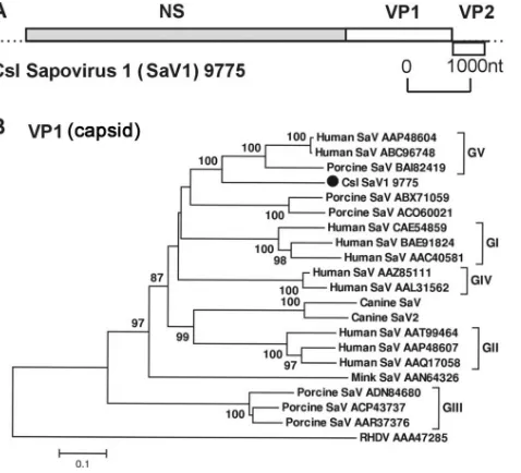 FIG. 3. (A) Genome organization of California sea lion sapelovi-ruses (Csl SaVs). (B) Phylogenetic analysis of the partial P1 region of