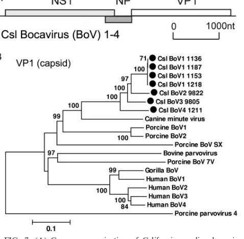 FIG. 5. Phylogenetic analysis of California sea lion norovirus (CslNV1170) and representatives from different genogroups based on the
