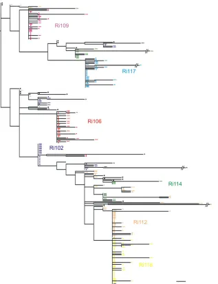 FIG. 6. Composite phylogenetic tree of all envelope sequences together with inoculum sequences