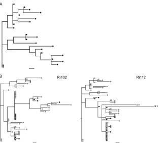 FIG. 2. (A) ML phylogenetic tree of the envelope gene of the virus inoculum. (B) ML trees of envelope sequences derived from proviral DNA,plasma viral RNA, and the inoculum