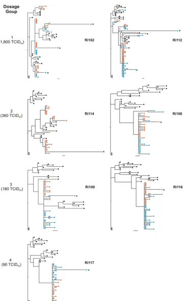 FIG. 4. ML trees of envelope sequences ampliﬁed from samples obtained at week 2 and week 12 postchallenge along with sequences from theinoculum