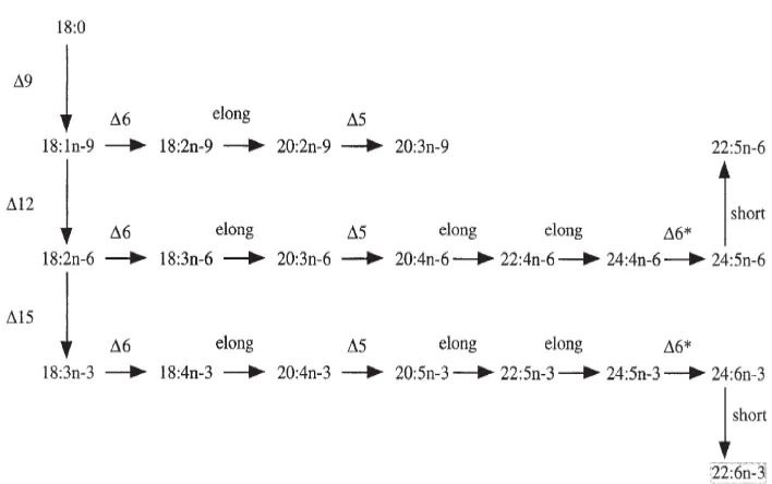 Figure 1.2 General pathways of biosynthesis of C20 and C22 HUFA from n-3, n-6 and n-9 