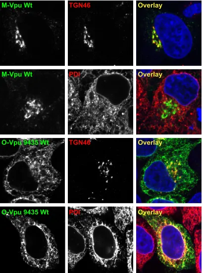 FIG. 2. O-Vpu 9435 localizes to the ER. HeLa cells were trans-fected by either 100 ng of M-Vpu Wt-HA or O-Vpu Wt-HA plasmid.
