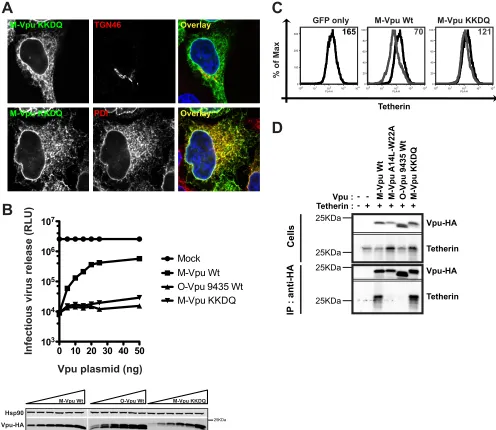 FIG. 3. Retention of M-Vpu in the ER inhibits tetherin antagonism but does not block interaction