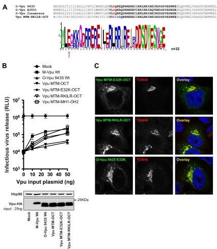FIG. 6. An E32K point mutation confers TGN localization and tetherin antagonism to O-Vpu bearing the group M TM domain