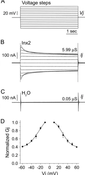 FIG. 1. Spodoptera frugiperdapendent gap junction channelsmicroinjected with 2 to 5 ngcontrol