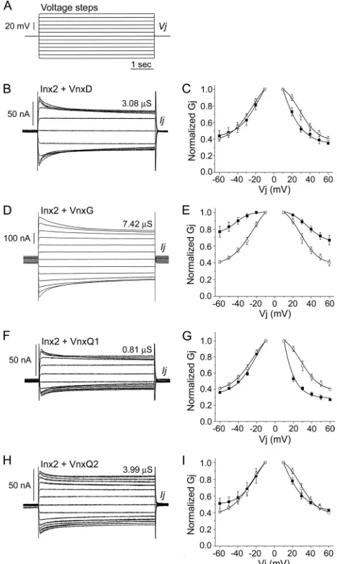 FIG. 3. Coexpression of Sf-Inx2 with CsIV vinnexin proteins results ingap junction channels with properties distinct from those of Inx2 or Vnx