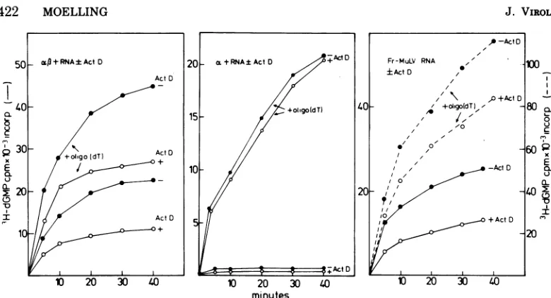 TABLE 1. RNA-dependentDNA-synthesis ofdegraded and undegradedFr-MuLV reverse transcriptase (RT)compared with that of the avian a and af3 enzymesa