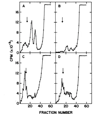 FIG. 4.portionportionfilteredH502.(D).the Zone sedimentation ofpulse-labeled intracellular 4X174 DNA extracted from parent host strain At 25 min after infection a portion ofthe culture was pulse-labeled at 30 C (A)