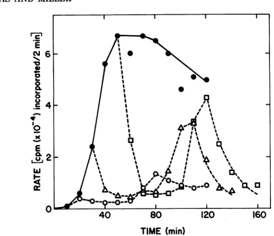 FIG. 5.after10Theseremoved75 min, min; Rates ofXX1 74 DNA synthesis at 30 and 41 C in host strain LD311 (dnaB's)